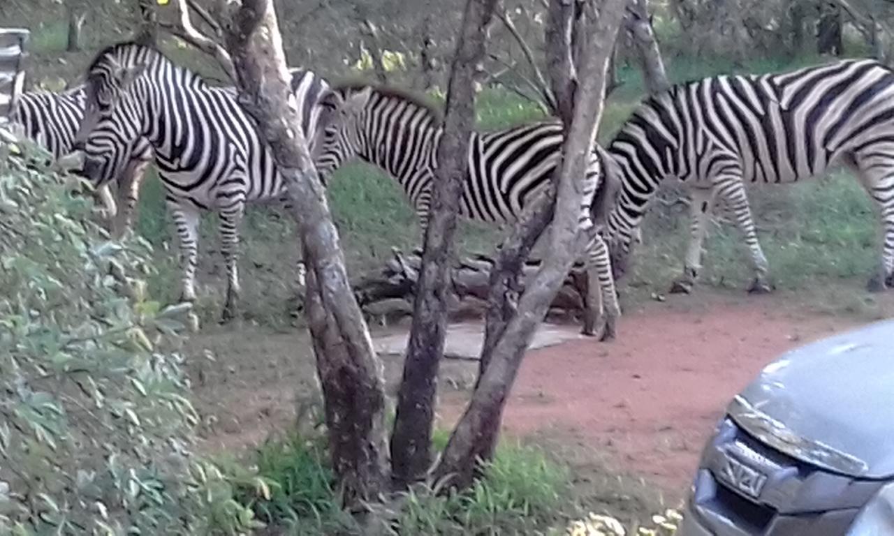 Nanisto Bush Lodge Марлот-Парк Экстерьер фото