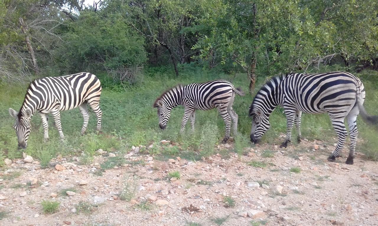 Nanisto Bush Lodge Марлот-Парк Экстерьер фото